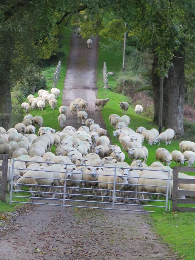 La Ferme De Pomereix Le Dorat Zewnętrze zdjęcie