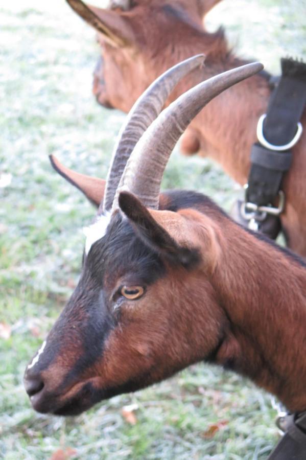 La Ferme De Pomereix Le Dorat Zewnętrze zdjęcie